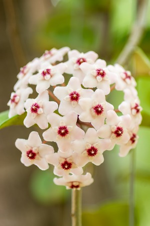 White Hoya flowers. (Hoya parasitica)の写真素材