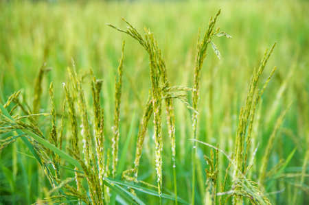 Rice field close up.の写真素材