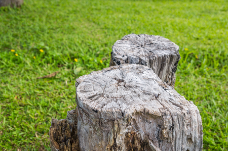 Old stump tree plant on green field.の写真素材
