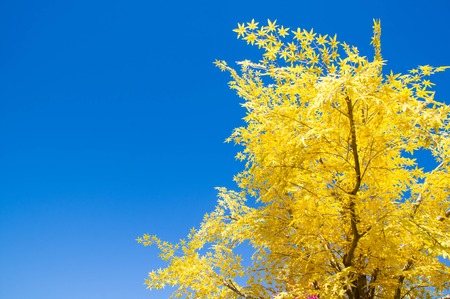 Autumn leaves with the blue sky background.の写真素材