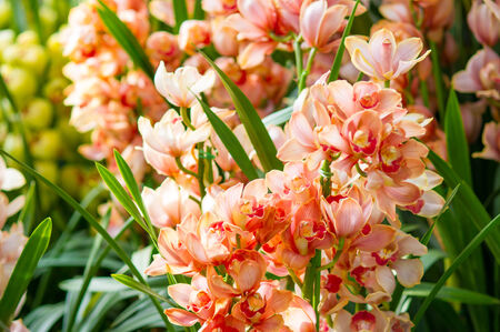 Orchid flower on green leafの写真素材