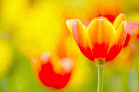 Red tulip oil paint filter.の写真素材