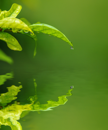 Water drop from green leaf on blur green backgroundの写真素材