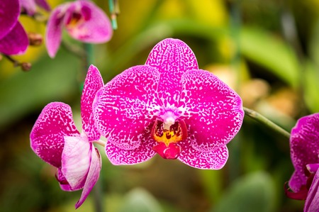 Beautiful pink orchid flowers closeup.
