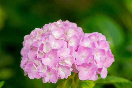 Mophead Hydrangea - Hydrangea macrophylla 'Endless Summer'.の写真素材