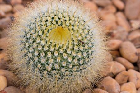 Close up view of several cactus.の写真素材