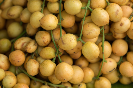 Thai Fruit Rambi Rambeh nature.の写真素材