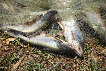 cat fish in sun light