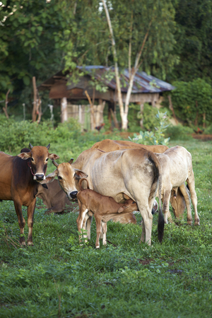 cow in sun lightの写真素材