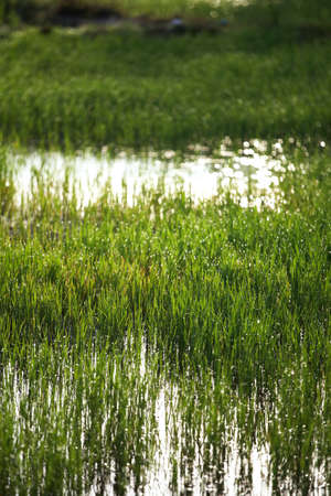 green leaf and water drop in thailandの写真素材