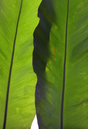close up two green leaf on white backgroundの写真素材