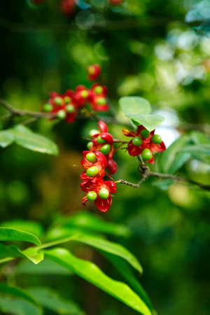 small red flower in sun lightの写真素材