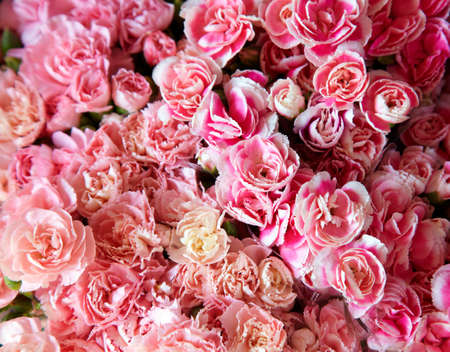 many pink flower in thai market