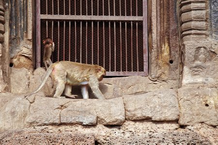 two monkey and old building in thailandの写真素材