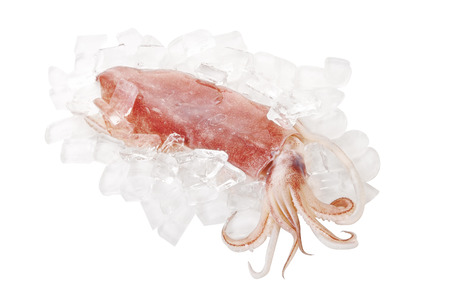 squid and ice on white backgroundの写真素材