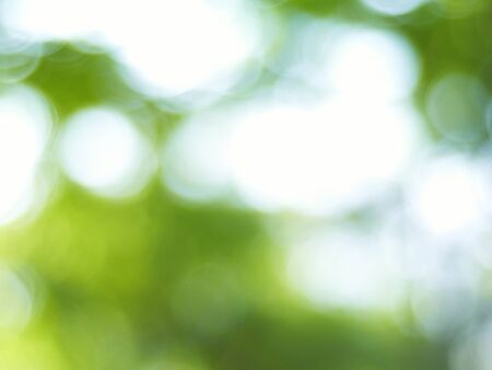 blur green background from tree in sun lightの写真素材