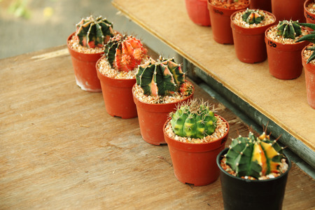 close up many cactus in plastic potの写真素材