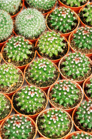 close up many cactus in plastic potの写真素材