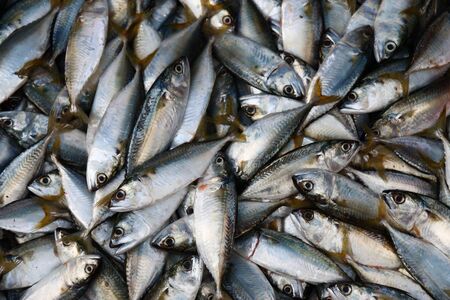 close up little tuna in marketの写真素材