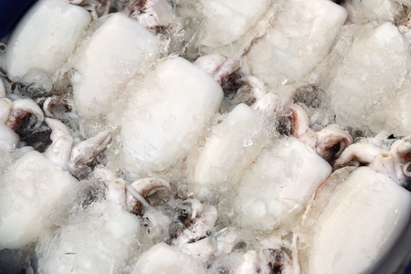 many raw squid in cold water and ice