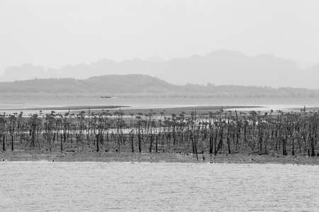 little tree on the beach in summerの写真素材