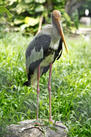 large stork resting and standingの写真素材