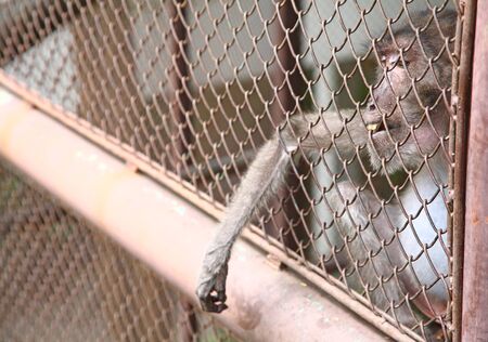Thai old monkey in a cage