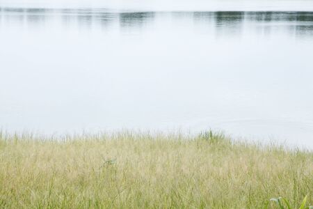 green and yellow grass at lake in summerの写真素材