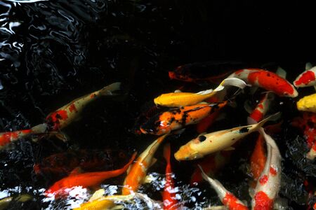 group of japanese carp fishes swim in pond, close up japanese carp fishesの写真素材