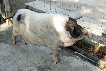 big asian pig standing in stable at farm, white pig in pig penの写真素材