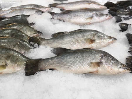 Close up raw snapper fish on ice in supermarket