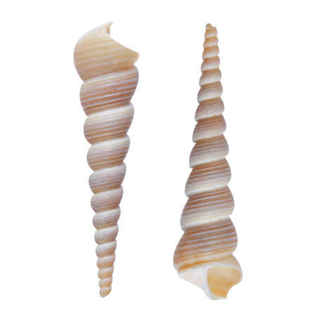 mollusk sea shells isolated on white background