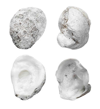 Empty oyster shell isolated on white background