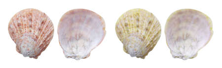 mollusk sea shells isolated on white background