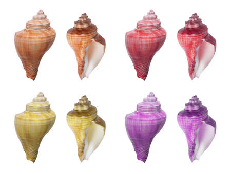 mollusk sea shells isolated on white background
