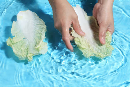 Woman hand washing Chinese cabbage in clean water. Wash vegetables before cookingの写真素材