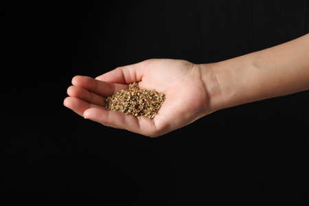 Hand holding oregano isolated on black backgroundの写真素材