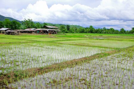 Rice field and huts in rural areas, Thailand.の写真素材