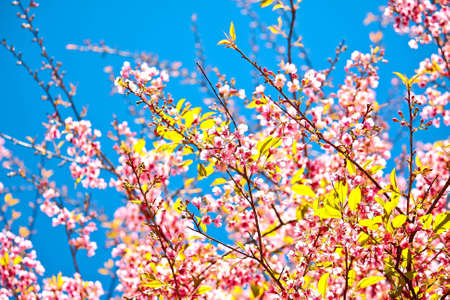 Picture of Wild Himalayan cherry flower in Chiangmai province, Thailand 