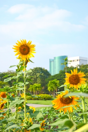 picture of sunflower in the garden and blue sky の写真素材