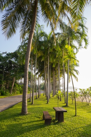 picturo of tropical beach with coconut palmの写真素材