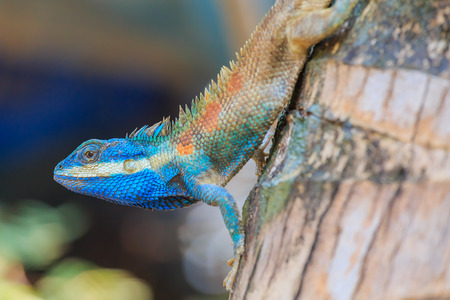 Lizard,dragon , Chameleon , Blue-crested Lizard , Indo-Chinese Forest Lizard  , Indo-Chinese Bloodsuckerの写真素材