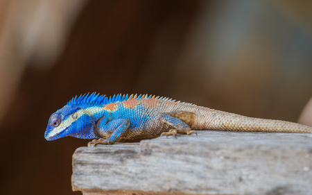 Lizard,dragon , Chameleon , Blue-crested Lizard , Indo-Chinese Forest Lizard  , Indo-Chinese Bloodsuckerの写真素材