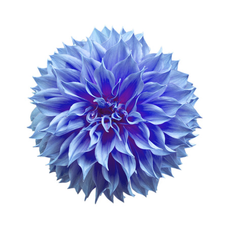 dahlia flower on a white background closeupの写真素材