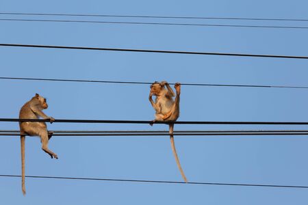 Young monkeys hanging from the power line.の写真素材