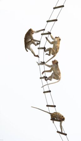 young monkey hanging on ropes against white backgroundの写真素材