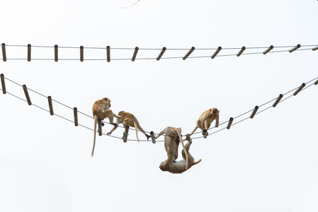 young monkey hanging on ropes against white backgroundの写真素材