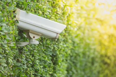 CCTV security Camera on the tree wall in the gardent.の写真素材