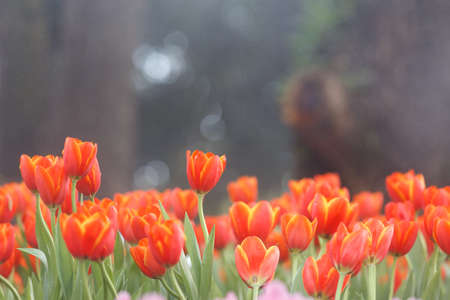 Beautiful flower background. Tulips flower in the garden.の写真素材