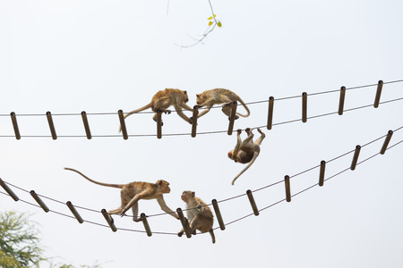young monkey hanging on ropes against.